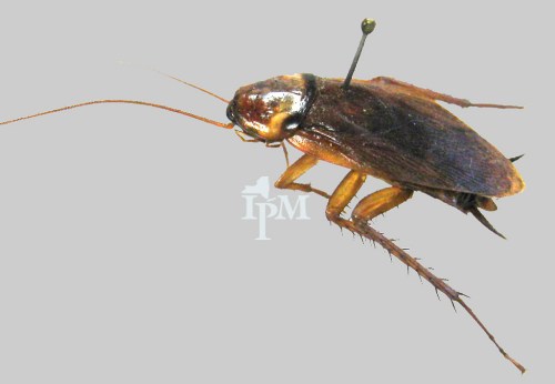 Close-up of a brown cockroach with long antennae and legs, set against a gray background.