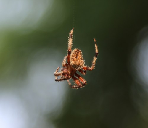 A close-up of a spider hanging from a silk thread against a blurred green background.