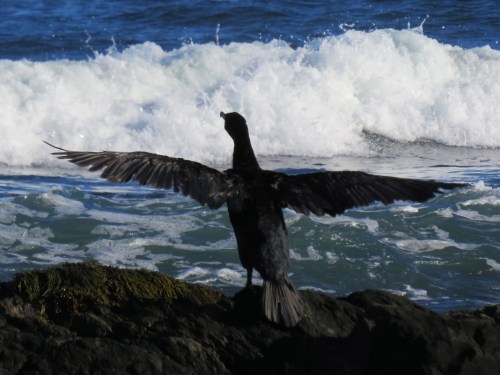 A bird with outstretched wings stands on a rock by the ocean, waves crashing in the background.