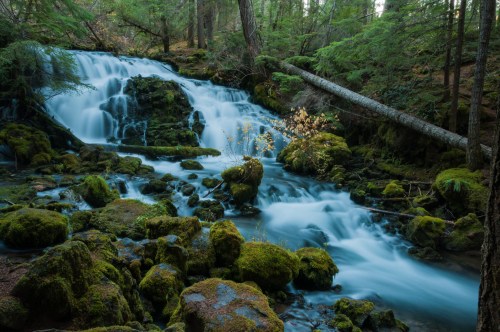 A serene waterfall cascades over moss-covered rocks, surrounded by lush green trees in a tranquil forest setting.