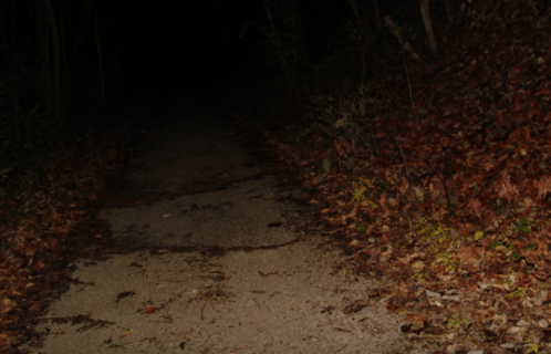 A dimly lit forest path covered in fallen leaves, surrounded by dark trees.