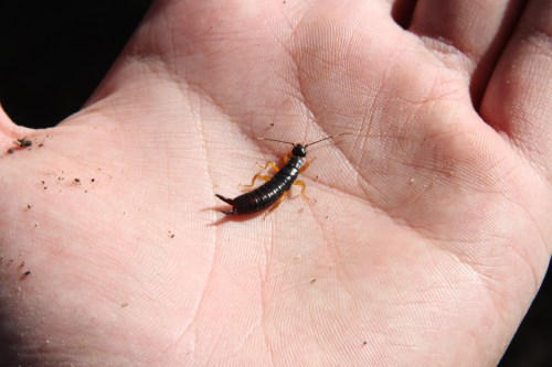 A small insect with a dark body and orange legs resting on a person's open palm, surrounded by dirt.