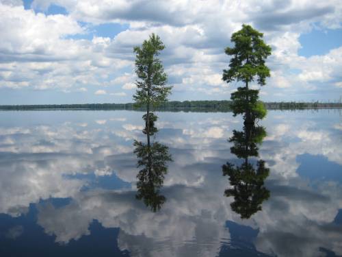 Two trees stand in calm water, reflecting clouds and blue sky, creating a serene and picturesque landscape.