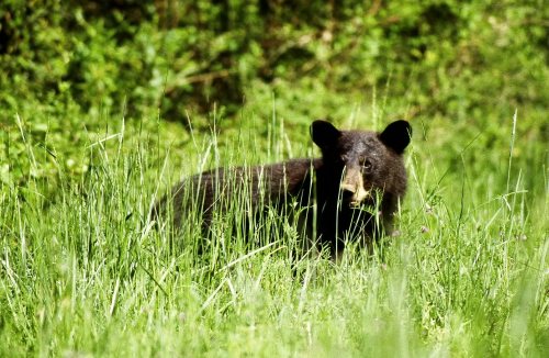 A black bear stands in tall green grass, surrounded by lush vegetation.