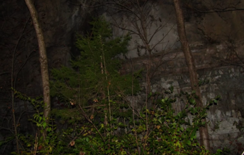 A dark, rocky area with trees and foliage in the foreground, and a textured wall in the background.