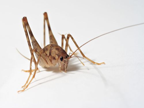 Close-up of a brown insect with long legs and antennae, positioned on a white surface.