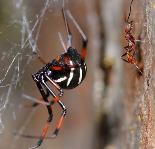 A close-up of a black widow spider and an ant on a textured surface, with spider silk visible in the background.