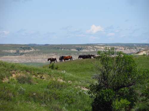 A group of horses grazing on a grassy hillside with a scenic landscape in the background.