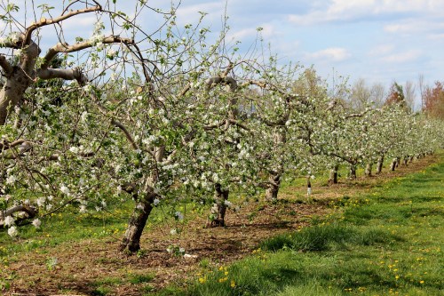 Blossoming apple trees in a sunny orchard, with white flowers and green grass under a blue sky.