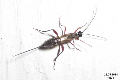 Close-up of a small insect with long legs and antennae, resting on a white surface.