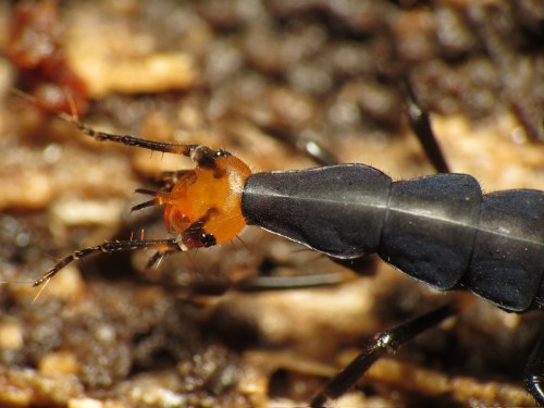 Close-up of a black insect with an orange head, showcasing detailed features and textures on a natural background.