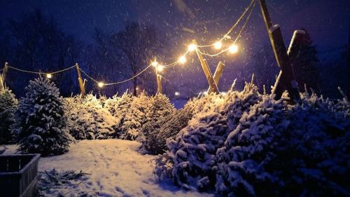 Snow-covered Christmas trees illuminated by warm lights in a wintery night scene.