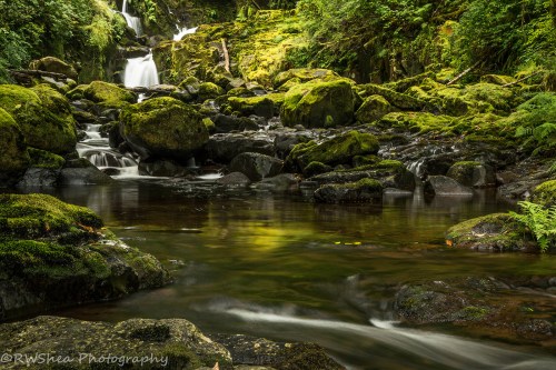 A serene forest scene featuring a waterfall cascading over moss-covered rocks into a tranquil pool.
