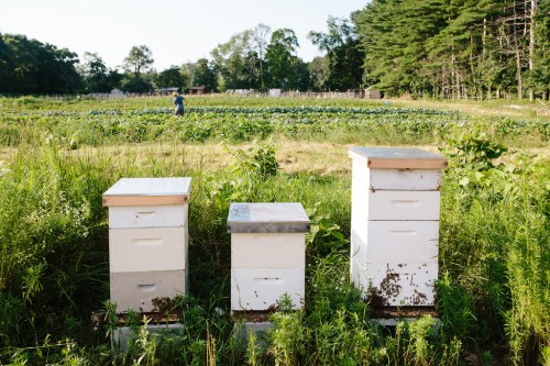 Three white beehives in a grassy field, with a person tending to crops in the background under a clear sky.