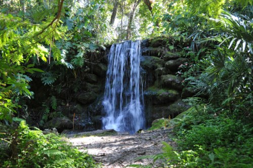 A serene waterfall cascading over rocks, surrounded by lush green foliage and tropical plants.