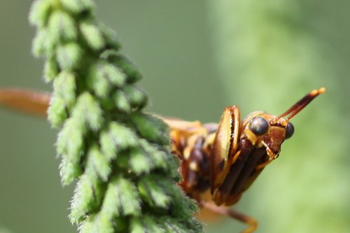 Close-up of a brown insect with large eyes, partially hidden behind a green plant stem.