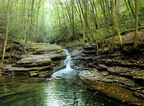 A serene forest scene featuring a small waterfall flowing over rocky terrain, surrounded by lush green trees.