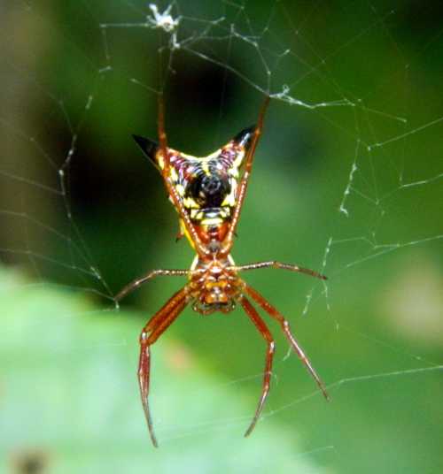 A close-up of a colorful spider with a distinctive pattern, suspended in its web against a blurred green background.