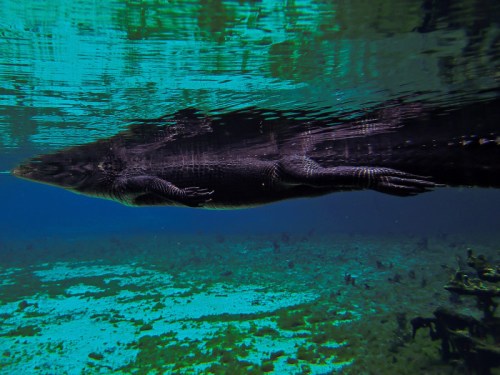 A large aquatic creature swims just below the water's surface in a clear blue environment.