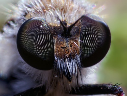 Close-up of a bee's face, showcasing large, detailed eyes and fine hairs, with a blurred green background.