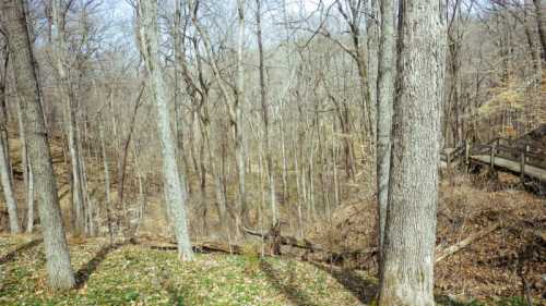 A serene forest scene with bare trees, a grassy area, and a wooden bridge in the background.