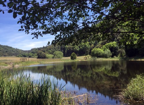 A serene pond surrounded by lush greenery and trees, reflecting the blue sky and distant hills.