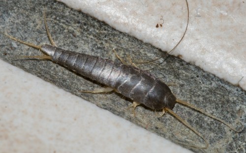 A close-up of a silverfish insect on a textured surface, showcasing its elongated body and long antennae.