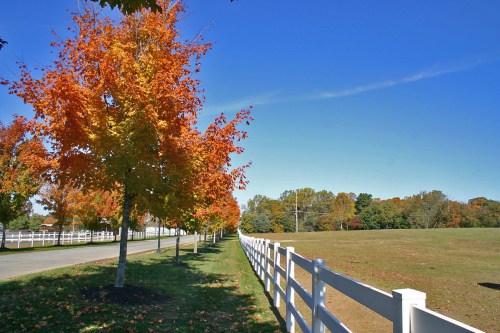 A scenic view of a tree-lined road with vibrant autumn foliage and a white fence beside a grassy field.