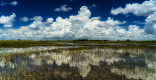 A serene wetland landscape with tall grasses, reflecting clouds and blue sky in the water.