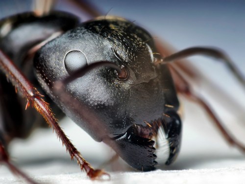 Close-up of an ant's head, showcasing its detailed features, including large eyes and mandibles.