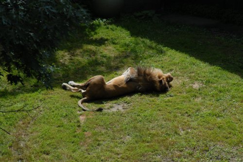 A lion lies on its back in a grassy area, basking in the sun with its paws in the air.