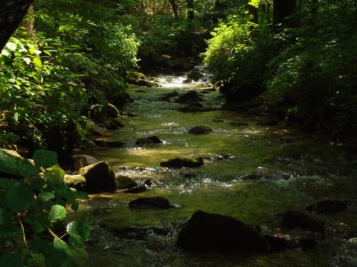 A serene stream flows through a lush, green forest, with sunlight filtering through the trees and reflecting on the water.