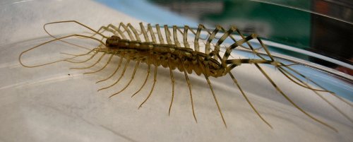 A close-up of a long, segmented insect with many legs, resting on a clear surface.