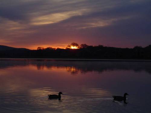 Two ducks swim in a calm lake at sunset, with vibrant colors reflecting on the water and silhouettes of trees in the background.