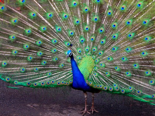 A vibrant peacock displaying its colorful fan of feathers with striking blue and green patterns.