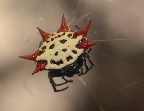 A close-up of a spiny orb-weaver spider with a white and red spiky shell, resting on its web.