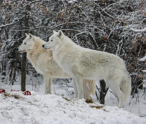 Two white wolves stand side by side on a snowy landscape, surrounded by trees and falling snowflakes.