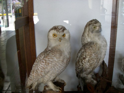 Two taxidermy owls displayed in a glass case, showcasing their detailed feathers and striking eyes.