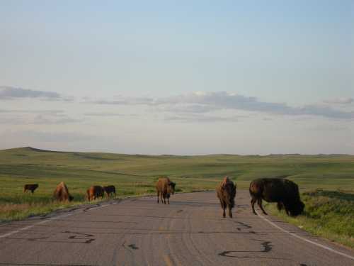 A herd of bison grazing on a rural road surrounded by green fields under a clear sky.