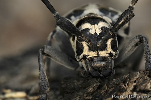 Close-up of a black and white patterned beetle on a textured surface, showcasing its detailed features and antennae.