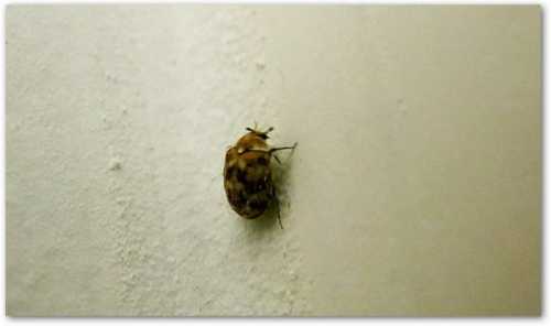 A small brown beetle crawling on a light-colored wall.