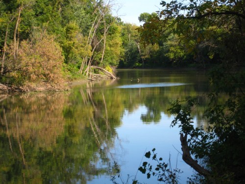A serene river scene with trees reflecting in calm water, surrounded by lush greenery.