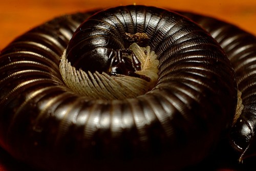 Close-up of a curled black millipede, showcasing its segmented body and shiny exoskeleton.