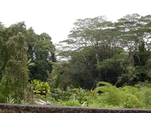 Lush green forest with tall trees and dense foliage under a cloudy sky.