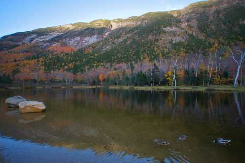 A serene lake surrounded by autumn foliage and mountains, with ducks swimming and rocks along the shore.