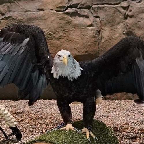 A majestic eagle with outstretched wings stands on a grassy surface, showcasing its striking features.