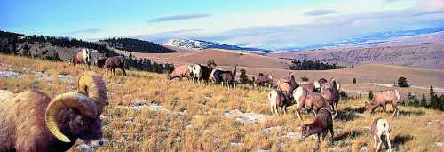 A herd of bighorn sheep grazing on a grassy hillside with mountains in the background under a clear blue sky.