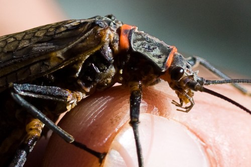 Close-up of a large insect with a dark body and orange markings, perched on a person's fingertip.
