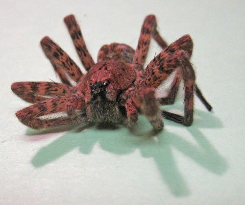 Close-up of a reddish-brown spider with distinctive markings, positioned on a light surface.