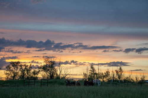 Silhouetted cows graze in a field against a vibrant sunset with colorful clouds and trees in the background.
